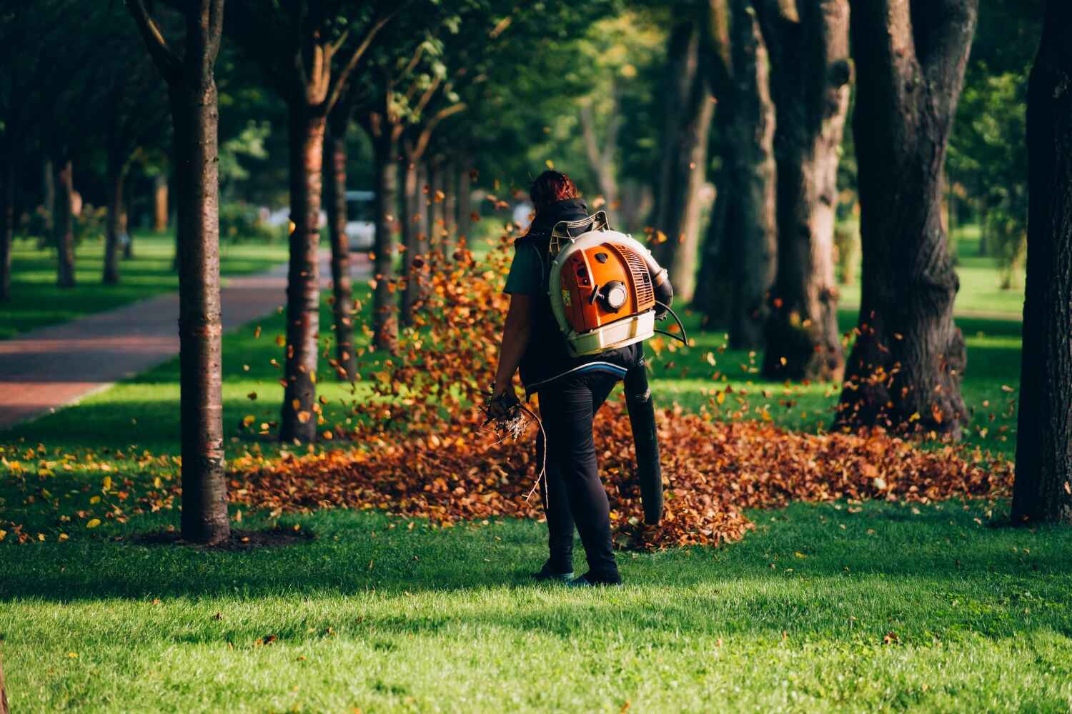 The Steps Involved in Our Tree Care Process in Robersonville, NC